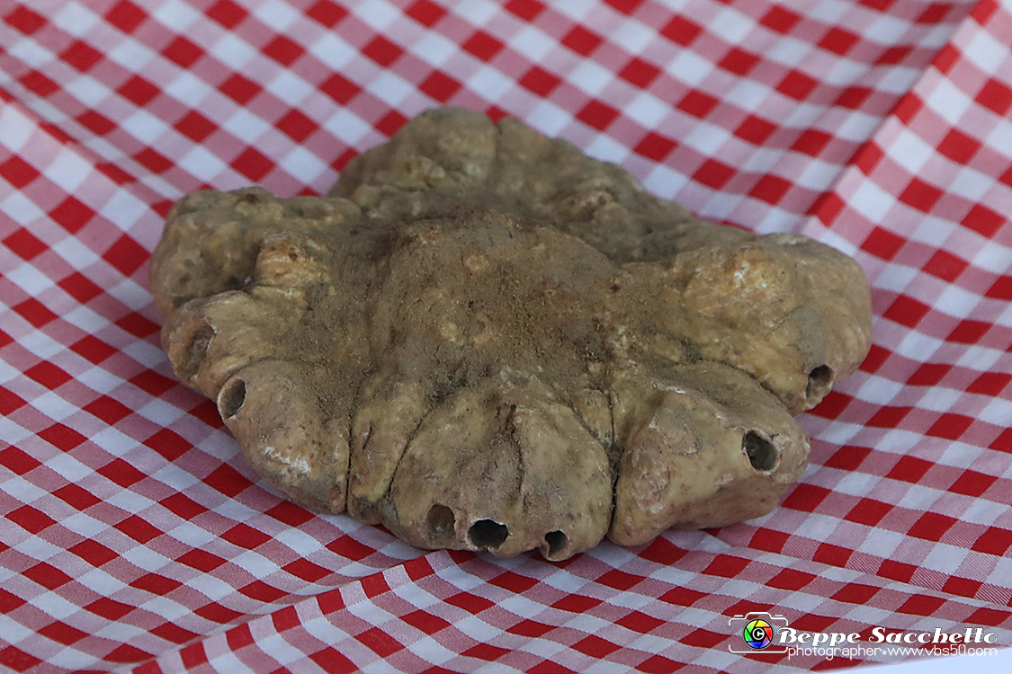 VBS_5543 - 10.ma Fiera Nazionale del Tartufo e Fiera dei Santi.jpg